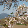 下妻の桜　その２