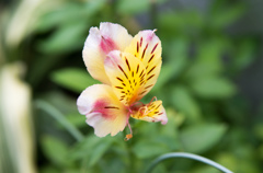 お花マクロ撮影３