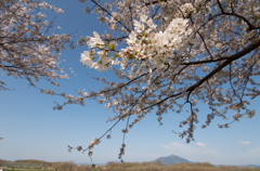 下妻の桜　その９