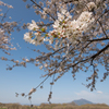 下妻の桜　その９