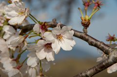 下妻の桜　その１