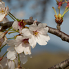 下妻の桜　その１