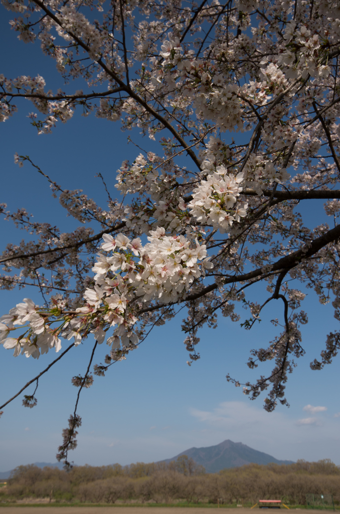 下妻の桜　その８