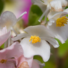 お花　何だろう？