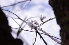 秋の桜