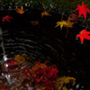 朱紅秋水