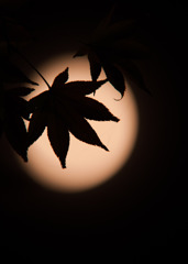 秋夜月