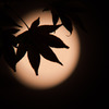 秋夜月