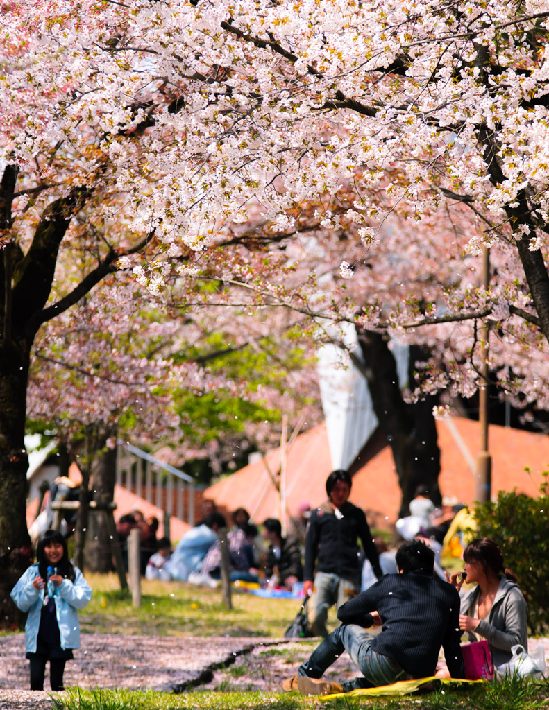 満開の桜の下で