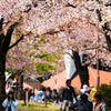 満開の桜の下で