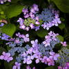 梅雨の花火