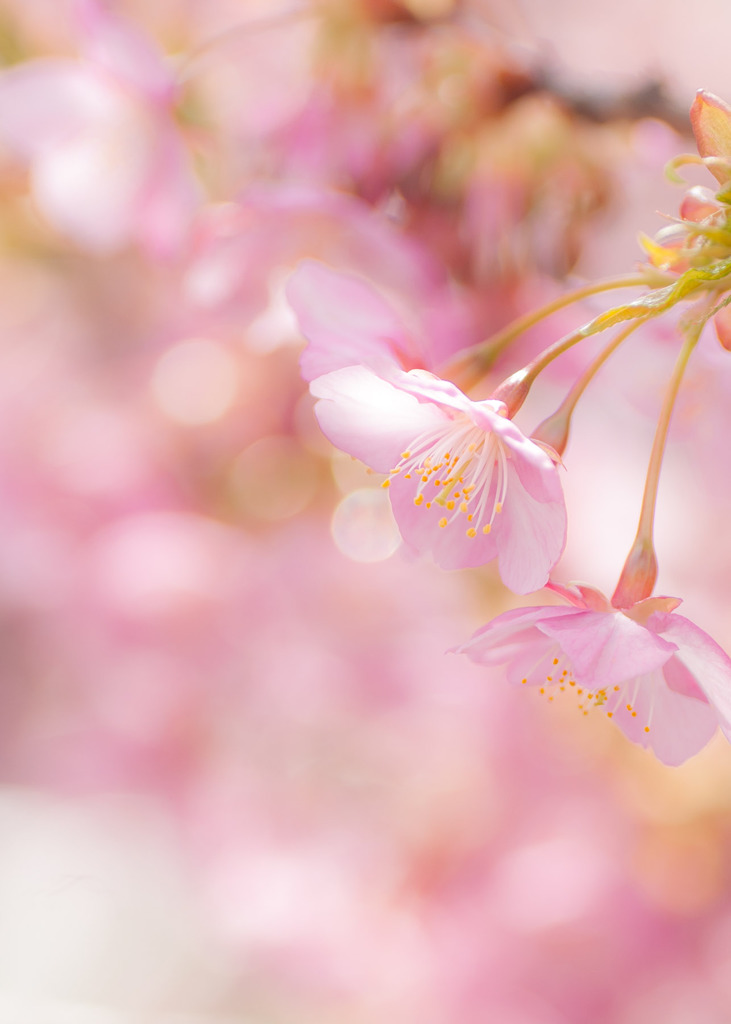 煌めく桜花