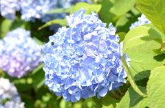 １週間ぐらい前に撮った紫陽花