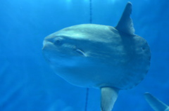 マンボー！