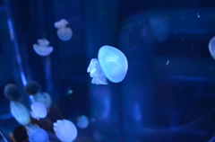 クラゲ～～～＠すみだ水族館
