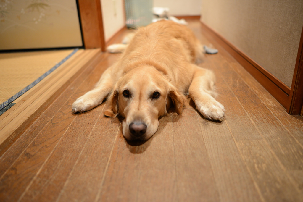 我が家のお犬様アルテミス