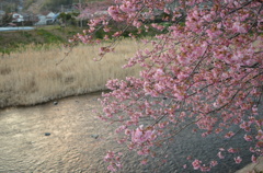 河津桜－３