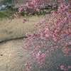 河津桜－３