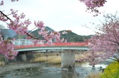 河津桜－２
