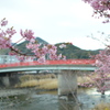 河津桜－２