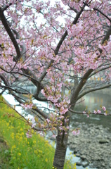河津桜ー１