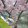 河津桜ー１