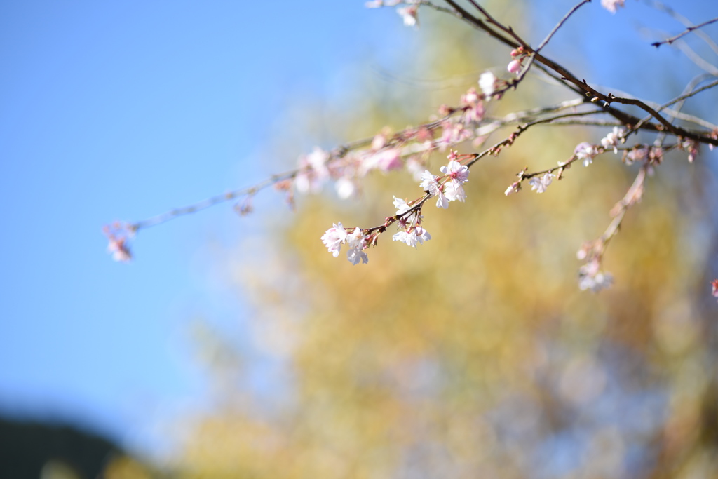 冬桜