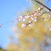 冬桜
