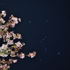 河津桜－５