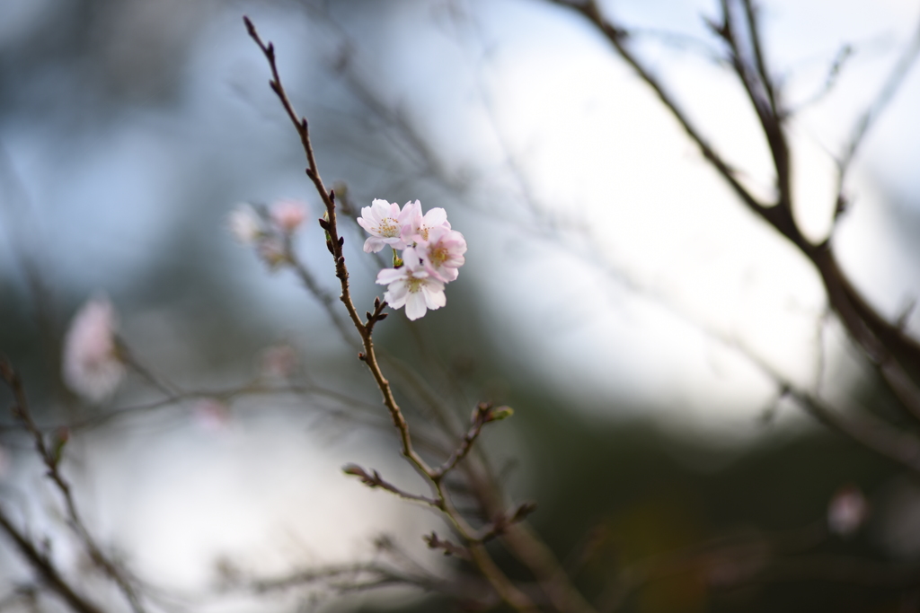 秋桜