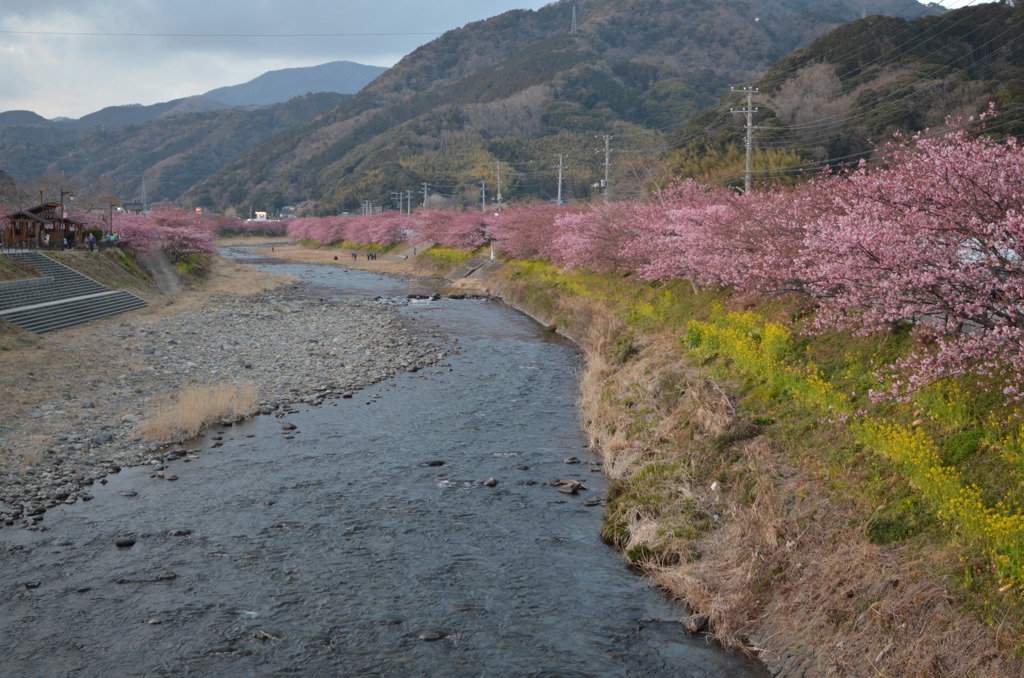 河津桜－４