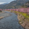 河津桜－４