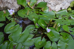 あの花　聖地巡礼７