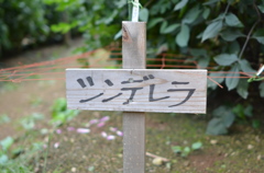 ダリア園21　ツンデレラ