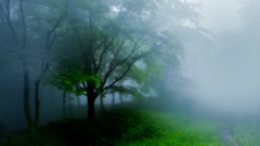 Umgab durch Nebel (Mt.Rokko)