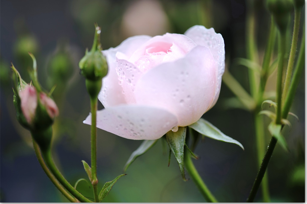 薔薇を愛でる日々　　