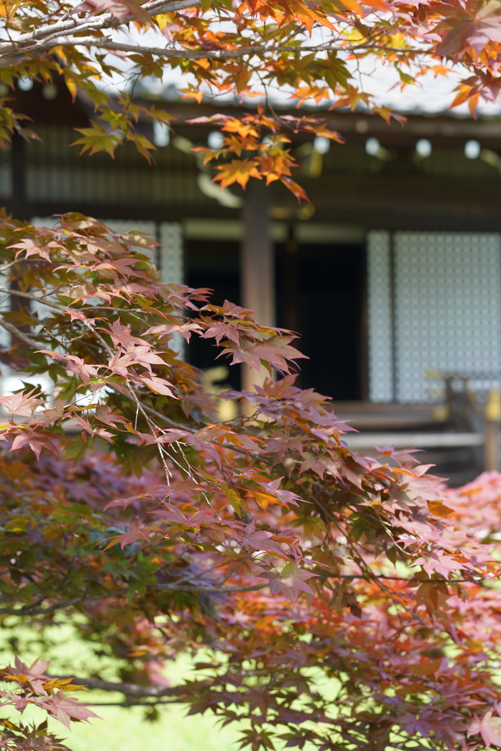 出猩々(でしょうじょう)     春紅葉