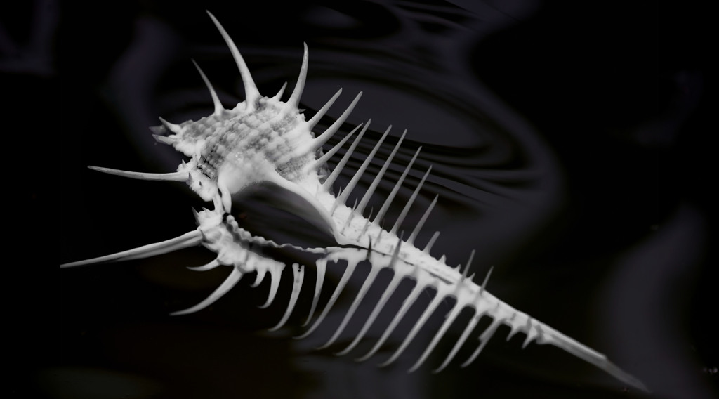 Murex pecten