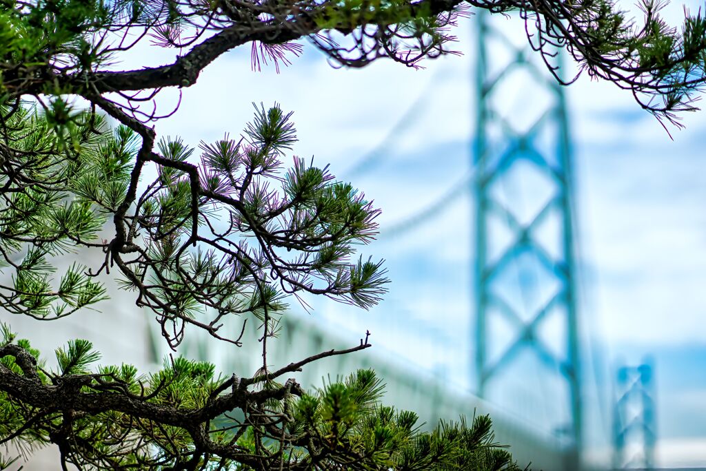 Pine Tree と明石海峡大橋