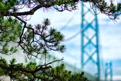 Pine Tree と明石海峡大橋