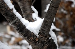 初雪