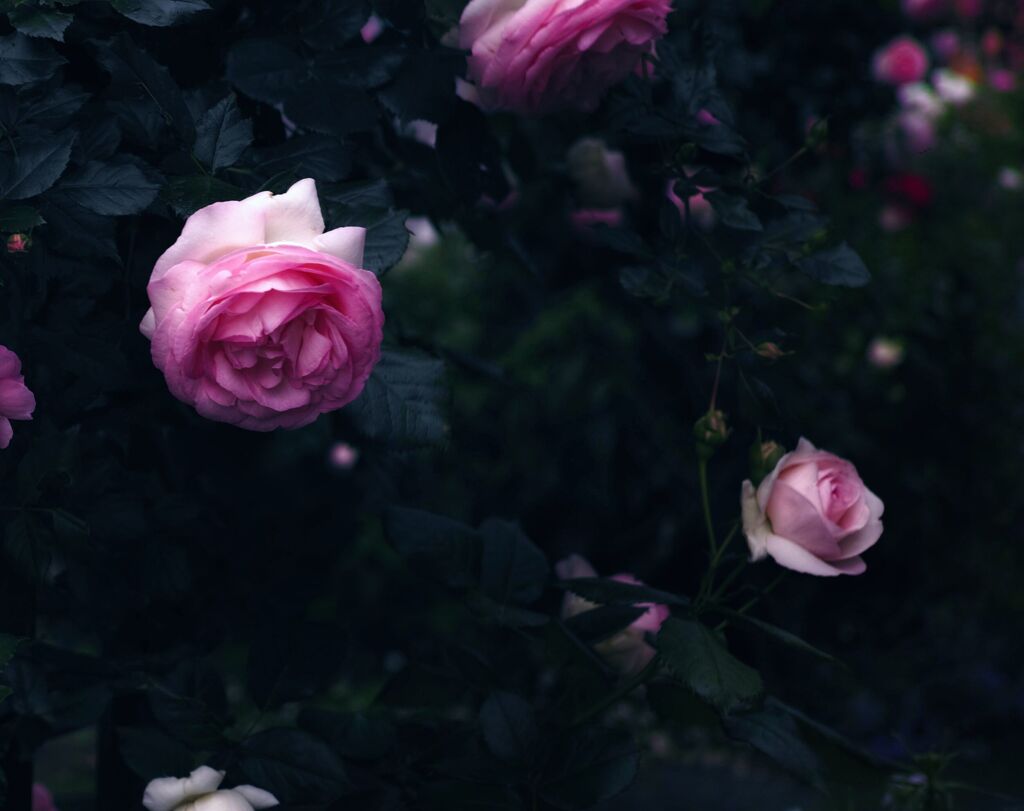 繚 乱