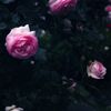 繚 乱