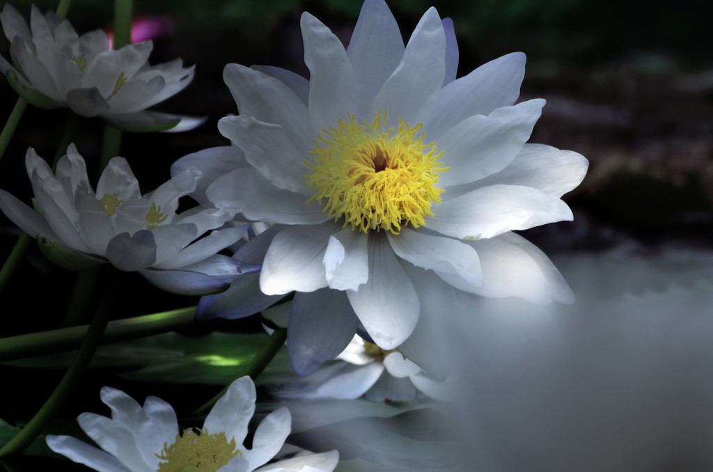 White water lily