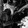 Calla   lily