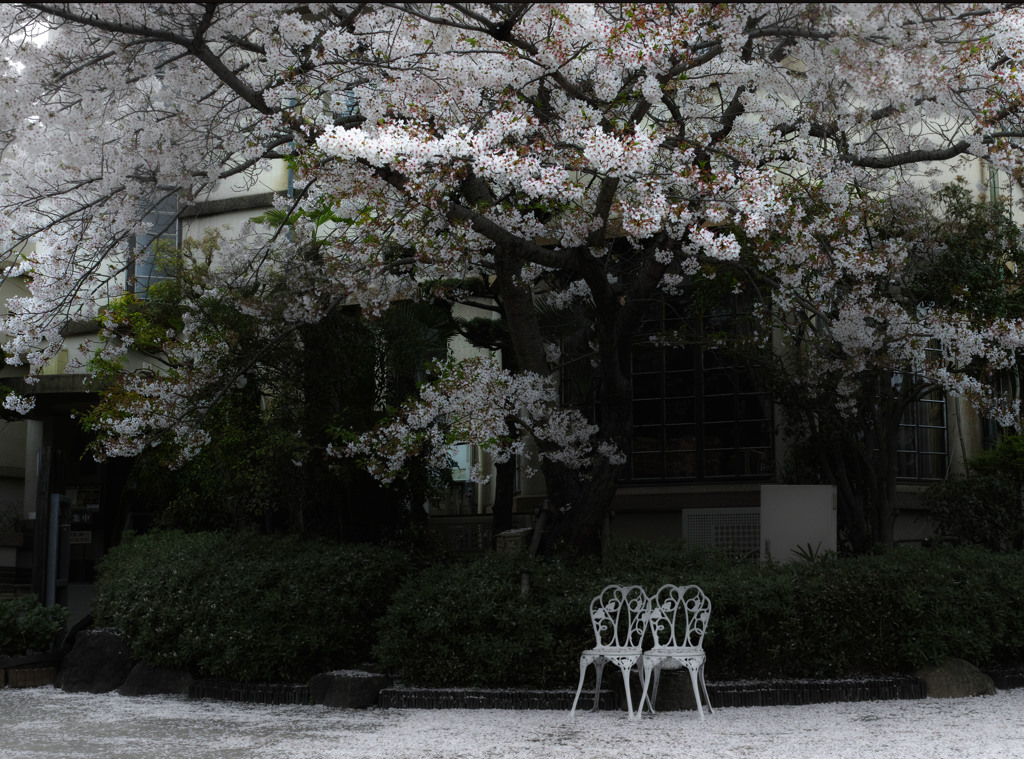 桜の絨毯