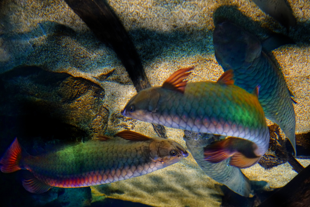 古代魚たちの宴