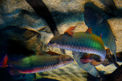 古代魚たちの宴