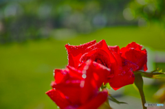 5月の赤い薔薇