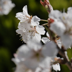 花は桜木、男は・・・